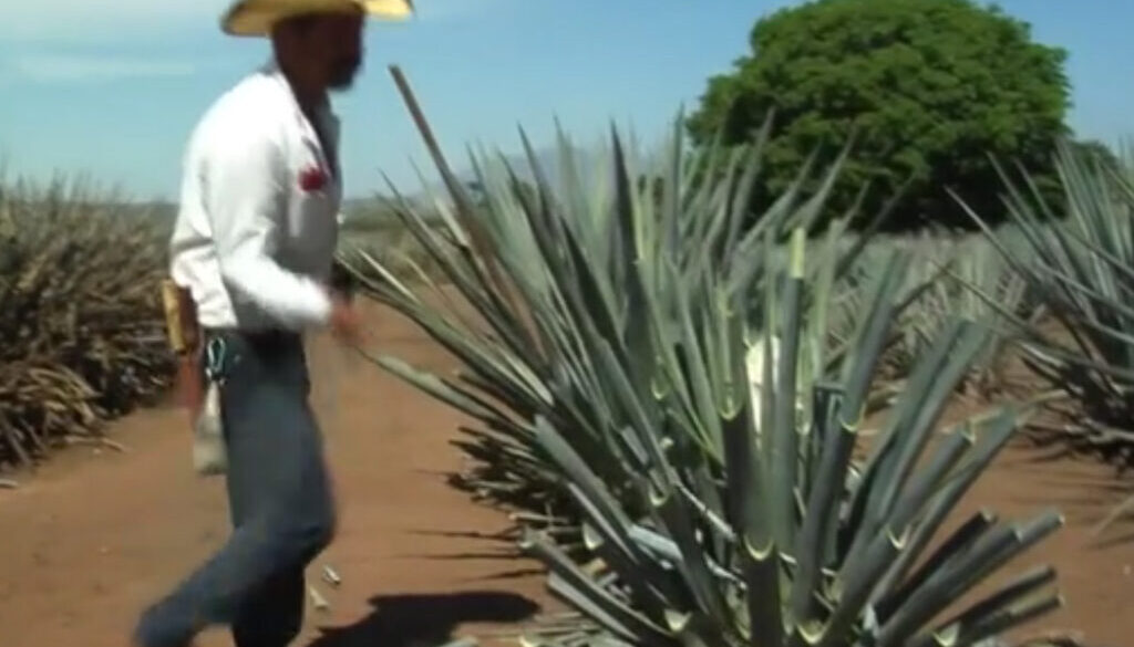 The World by Road: Tequila Town, Mexiko.